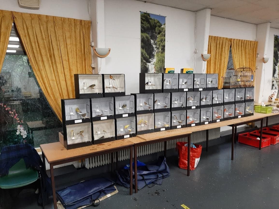 Vogels in tentoonstellingskooien op de beurs